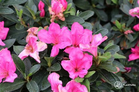 azalea verzorging.